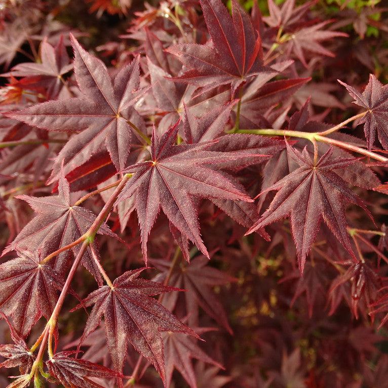 Acer Palmatum Nigrum - Japanese Maple Nigrum