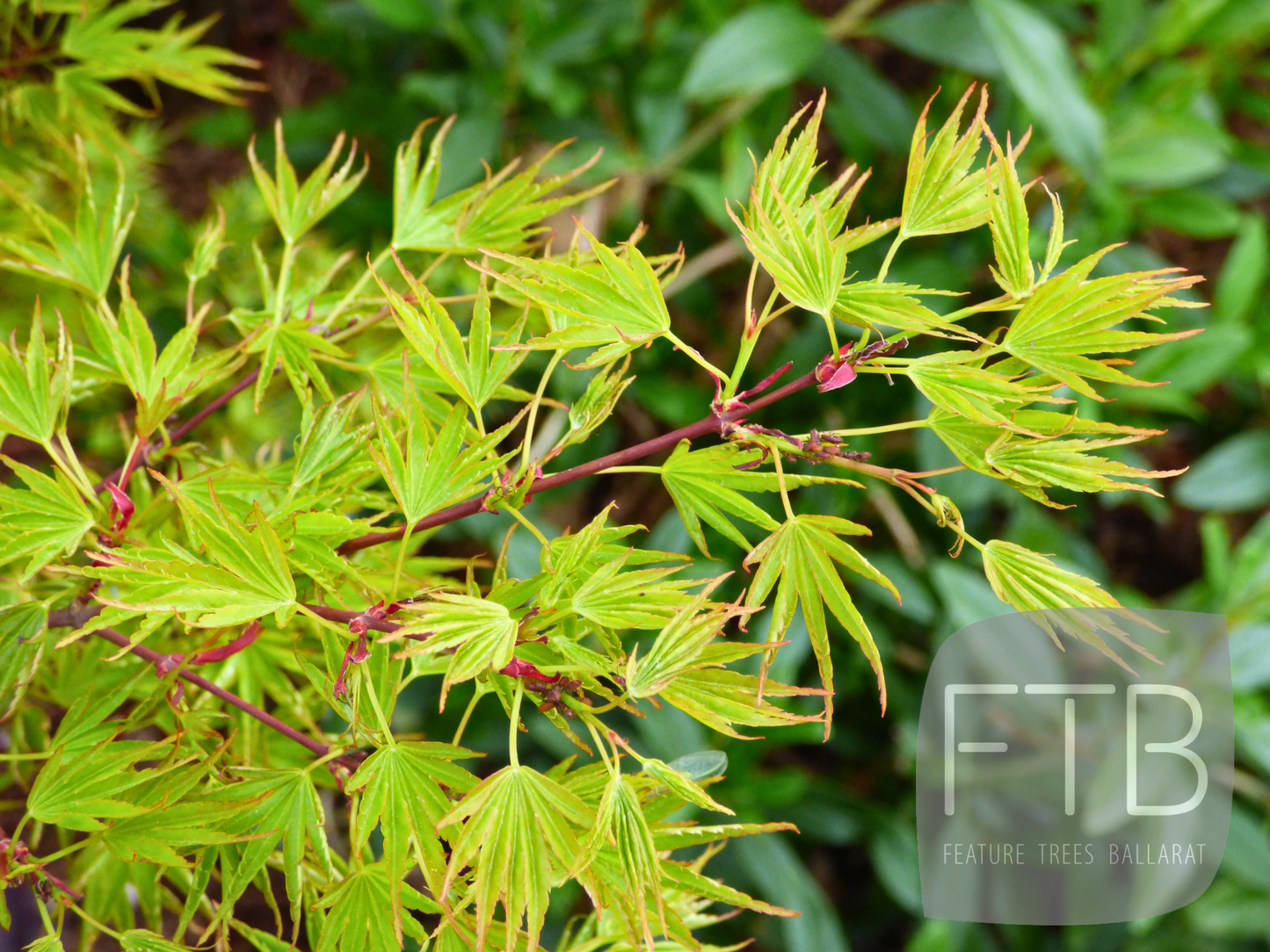 Acer Palmatum Okushimo - Japanese Maple Okushimo