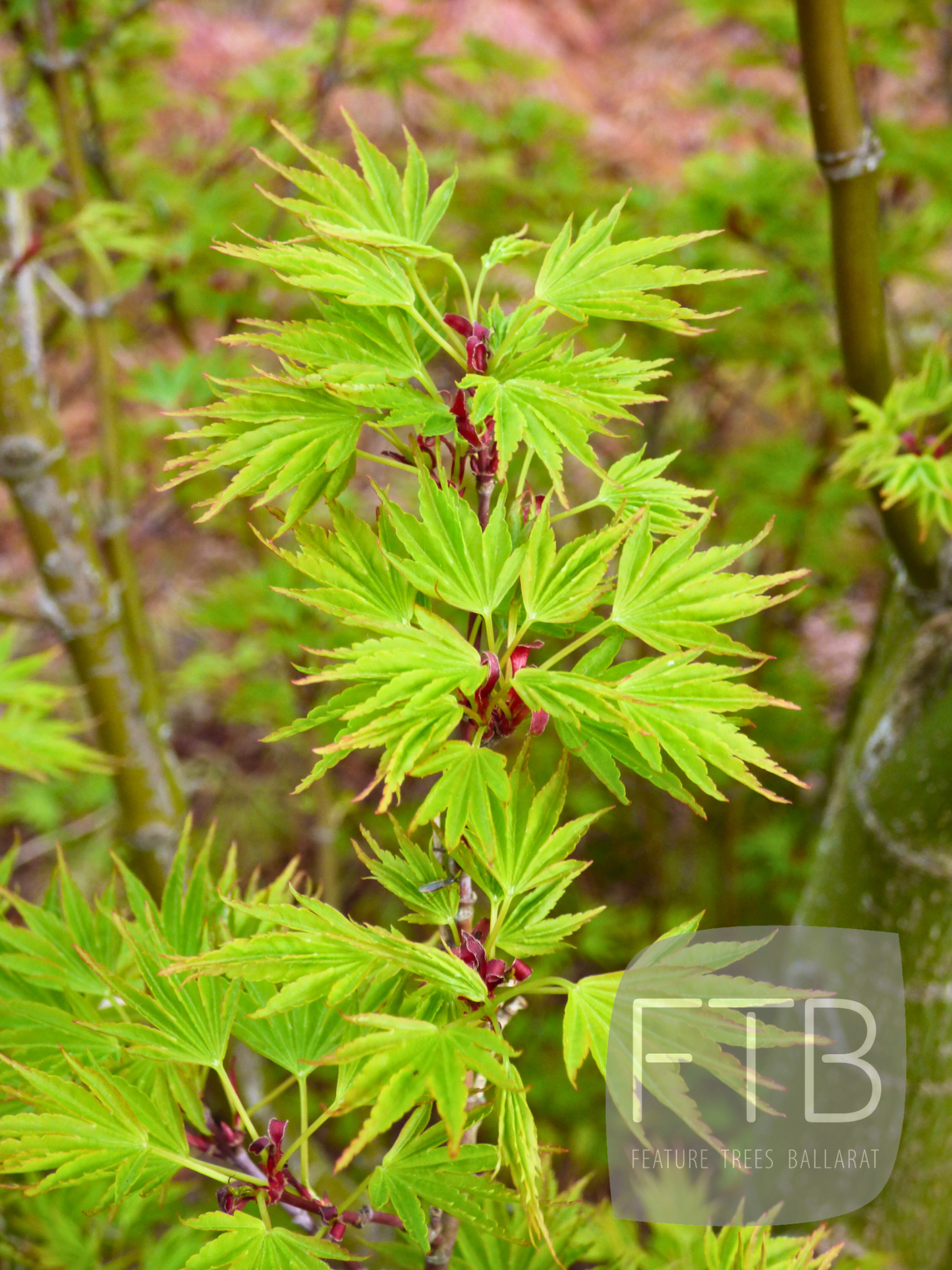 Acer Palmatum Okushimo - Japanese Maple Okushimo
