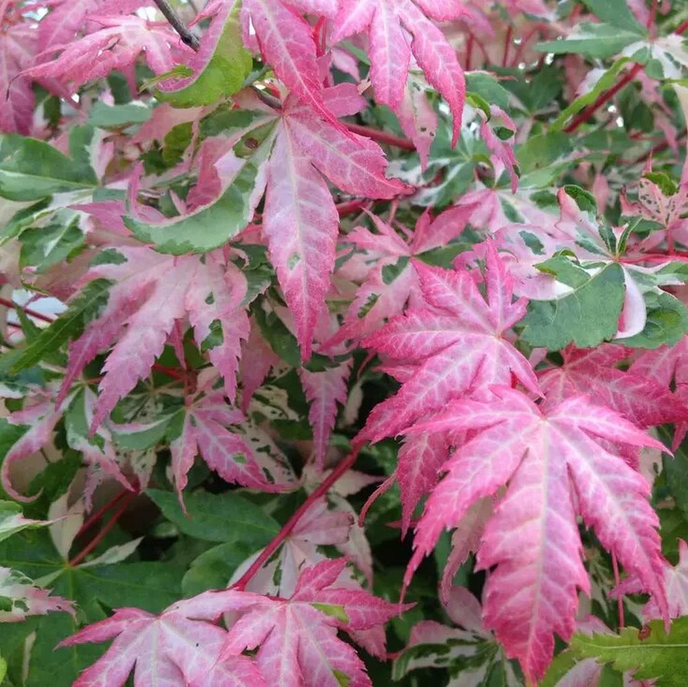 Acer Palmatum Orido Nishiki - Japanese Maple Orido Nishiki