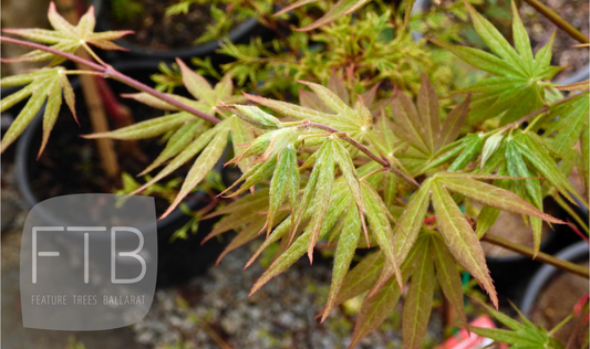 Acer Palmatum Osakazuki - Japanese Maple Osakazuki