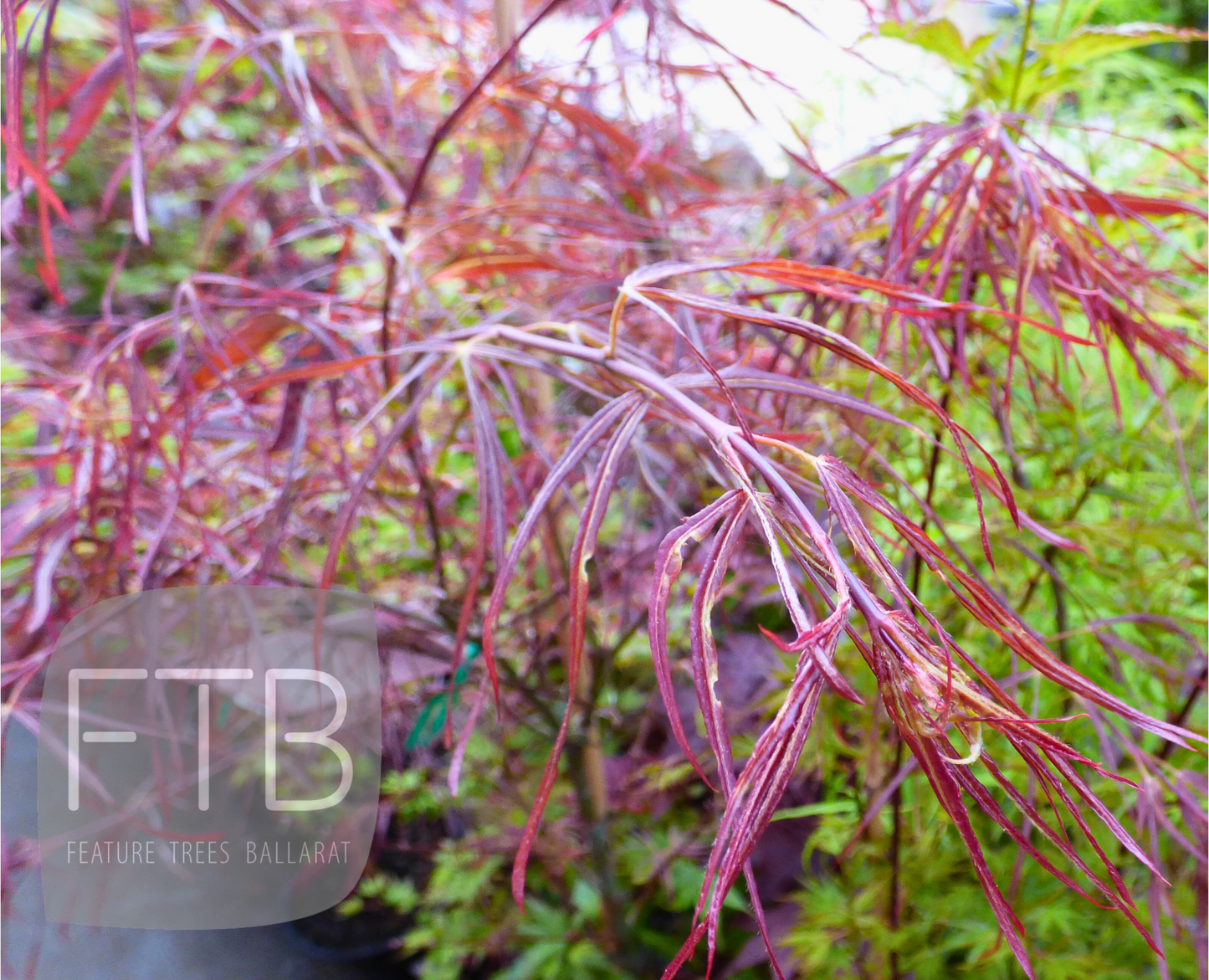 Acer Palmatum Red Pygmy - Japanese Maple Red Pygmy