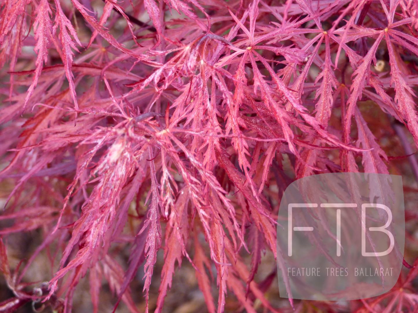 Acer Palmatum Red Dragon - Red Dragon Japanese Maple