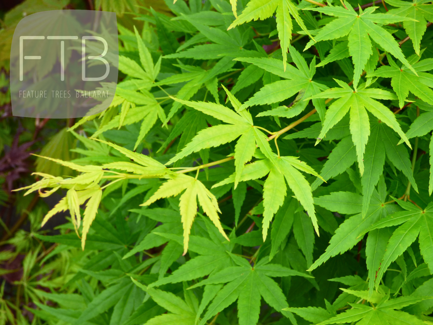 Acer Palmatum Ryusen - Weeping Japanese Maple Nishiki Fountain