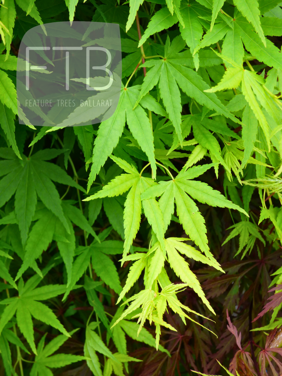 Acer Palmatum Ryusen - Weeping Japanese Maple Nishiki Fountain