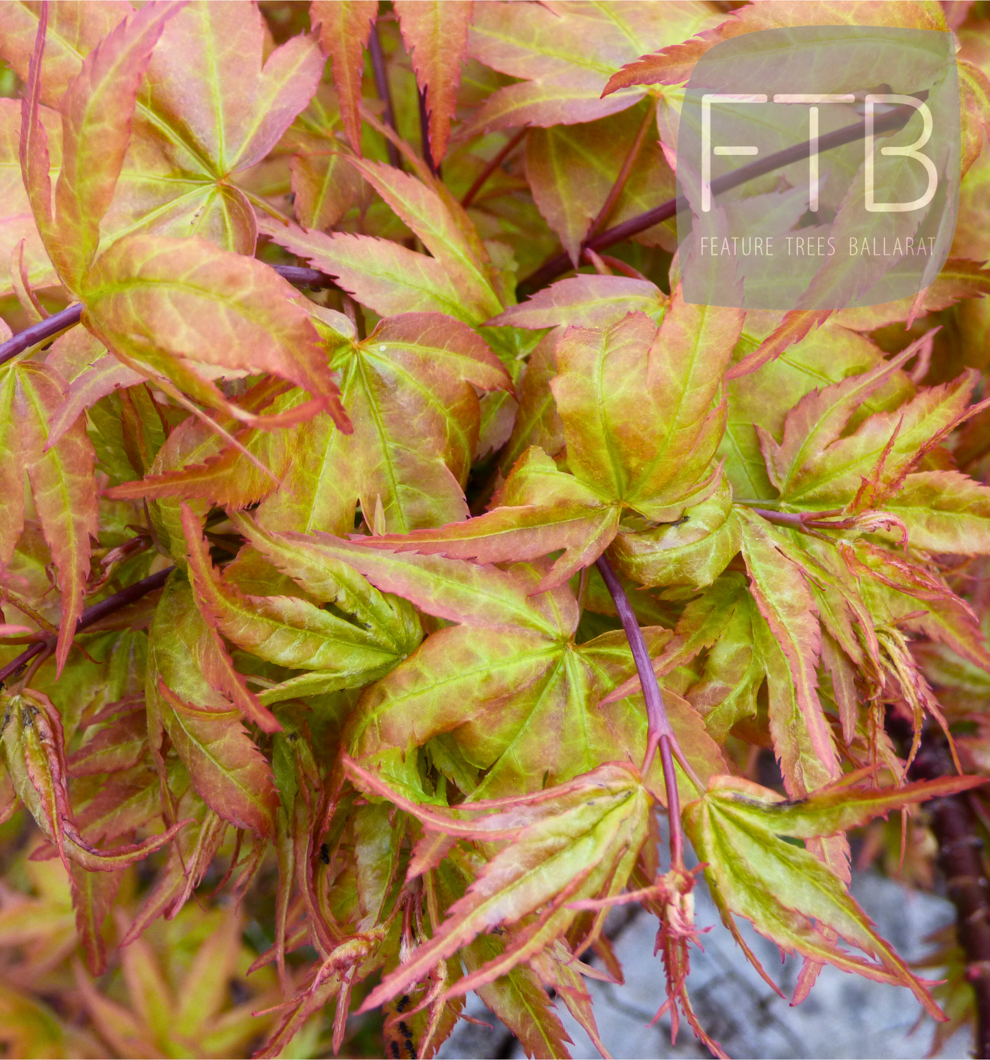 Acer Palmatum Ryuzu - Ryuzu Japanese Maple