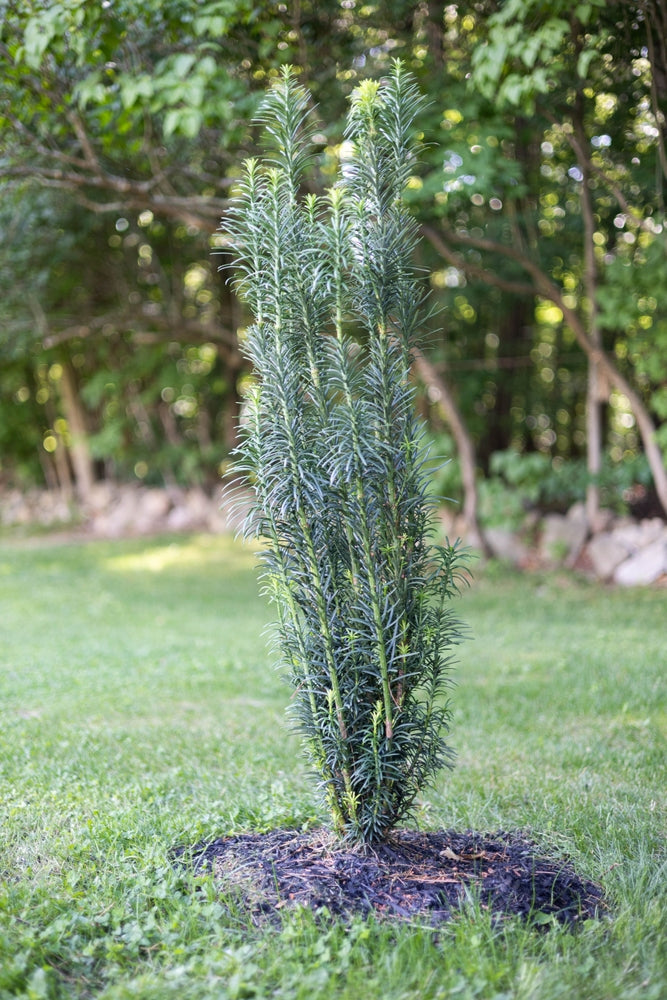 Cephalotaxus Harringtonia Fastigiata - Japanese Plum Yew