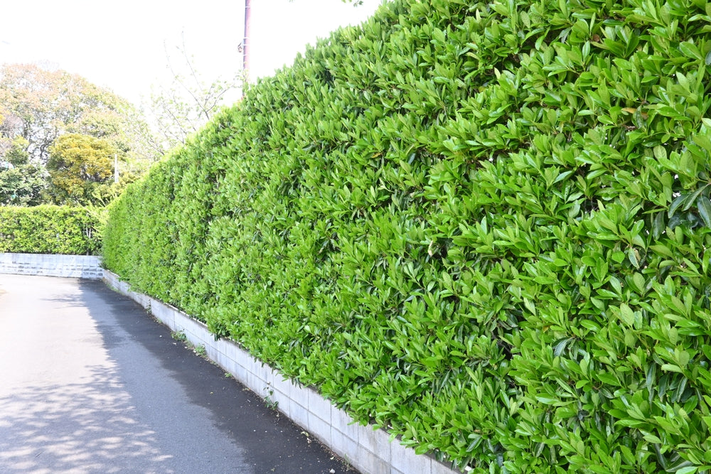 Virburnum Awabuki