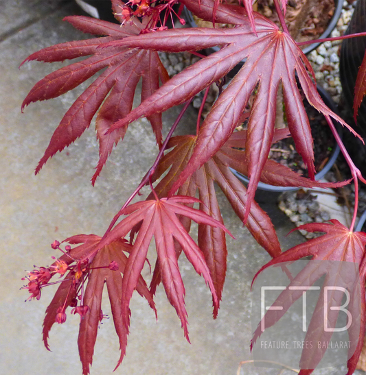 Acer Palmatum Tropemburg - Japanese Maple Tropemburg