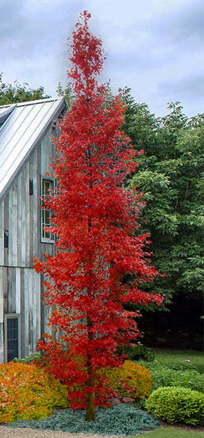 Acer Palmatum Tsukasa Silhouette - Japanese Maple Tsukasa Silhouette