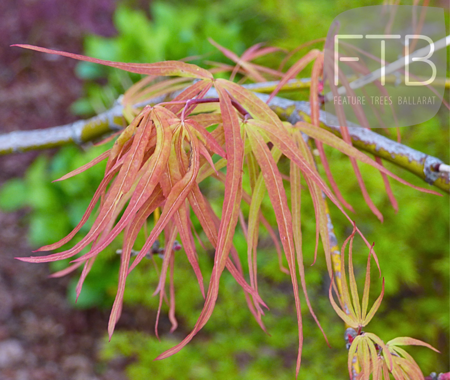 Acer Palmatum 'Villa Taranto' - Villa Taranto Japanese Maple