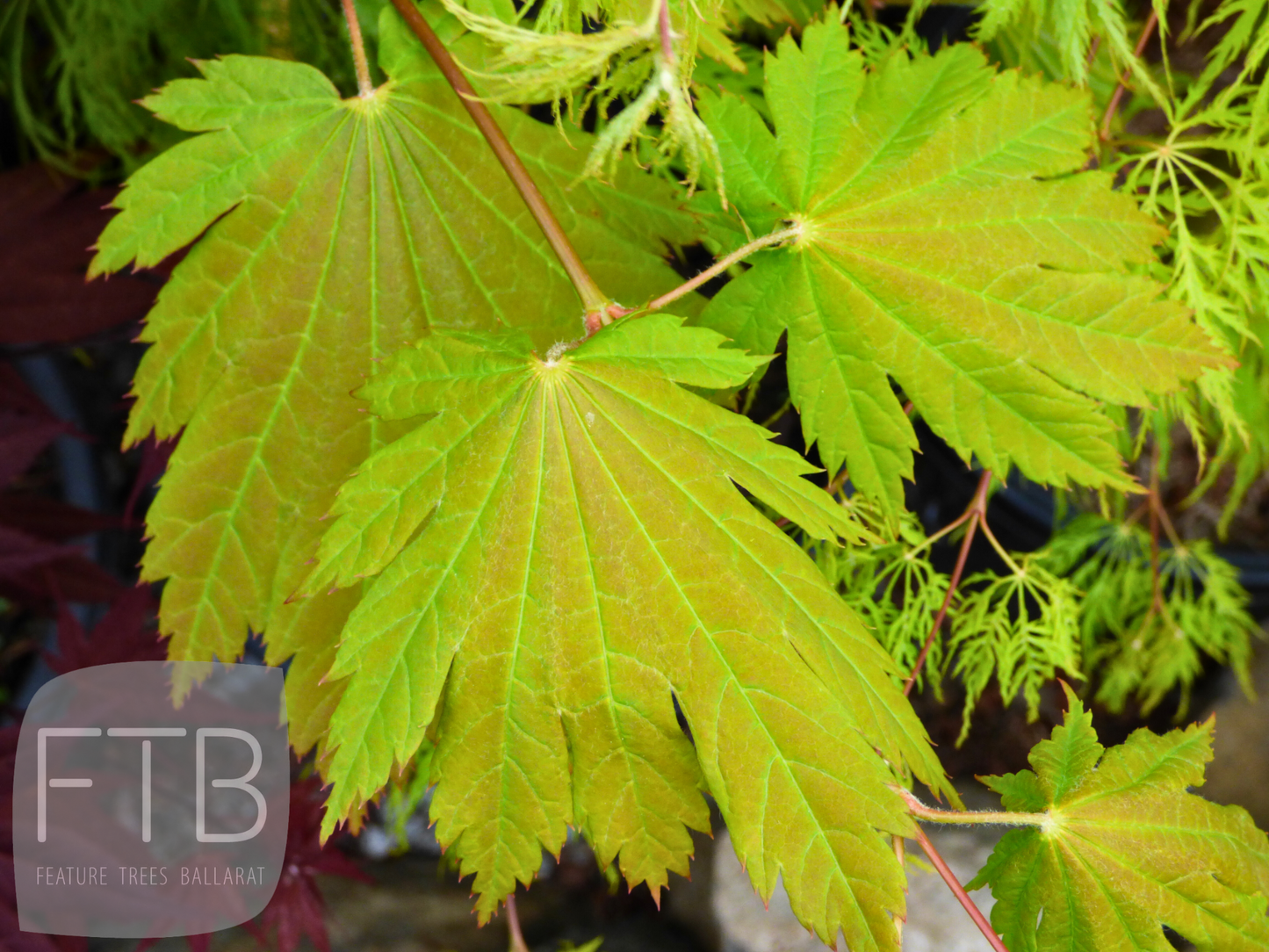 Acer Japonicum Vitifolium - Full Moon Maple