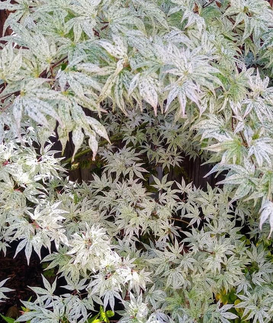 Acer Palmatum Ukigumo - Japanese Maple Ukigumo