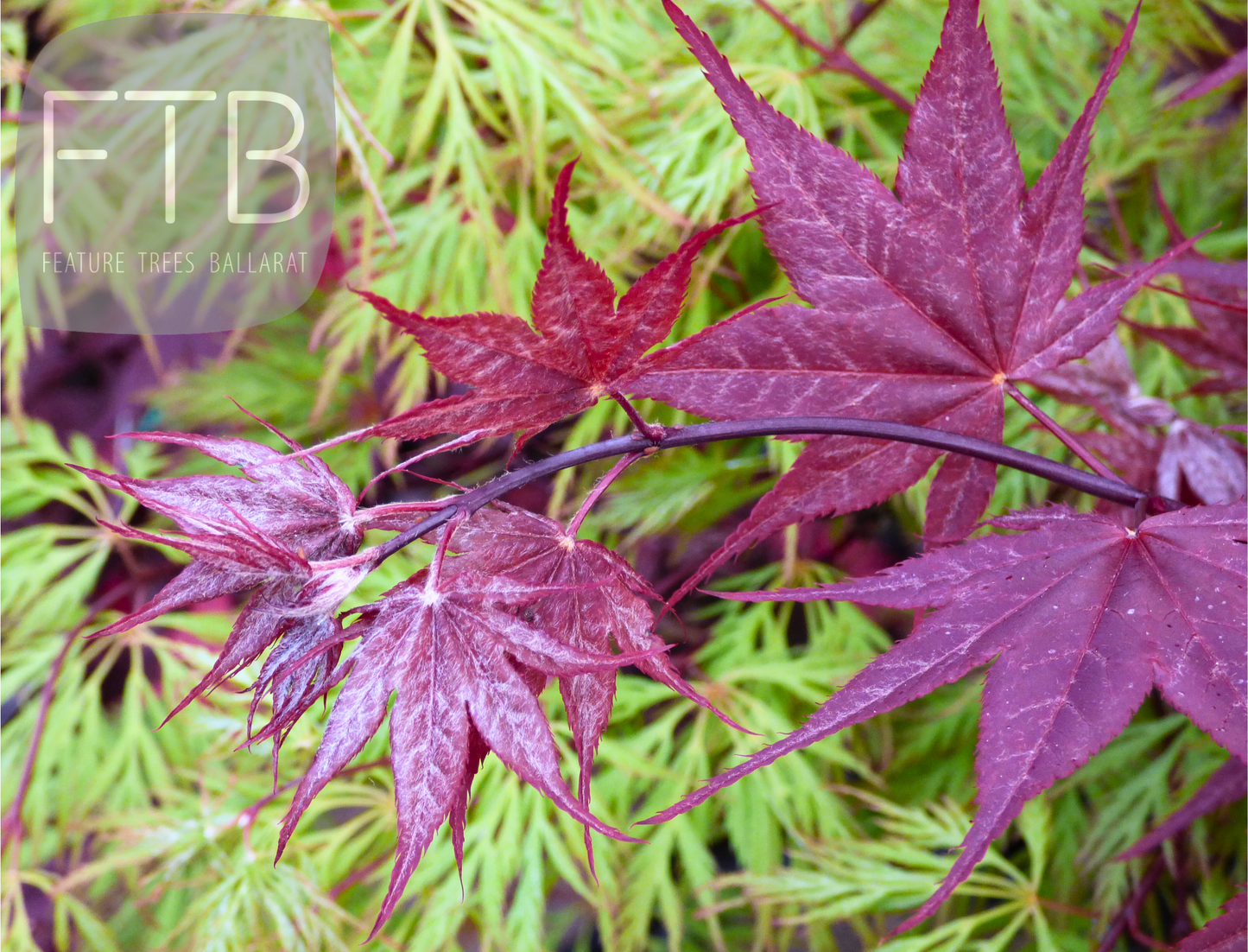 Acer Shirasawanum 'Yasemin' - Yasemin Japanese Maple