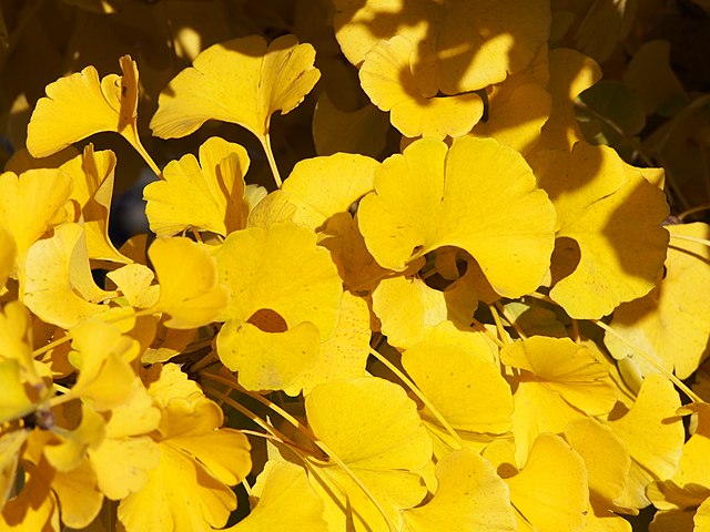 Ginkgo - Maidenhair Tree