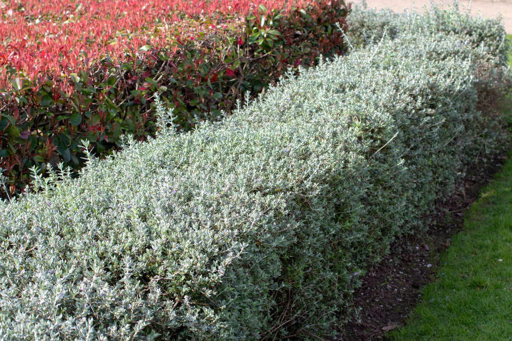 Topiary & Clipped Forms