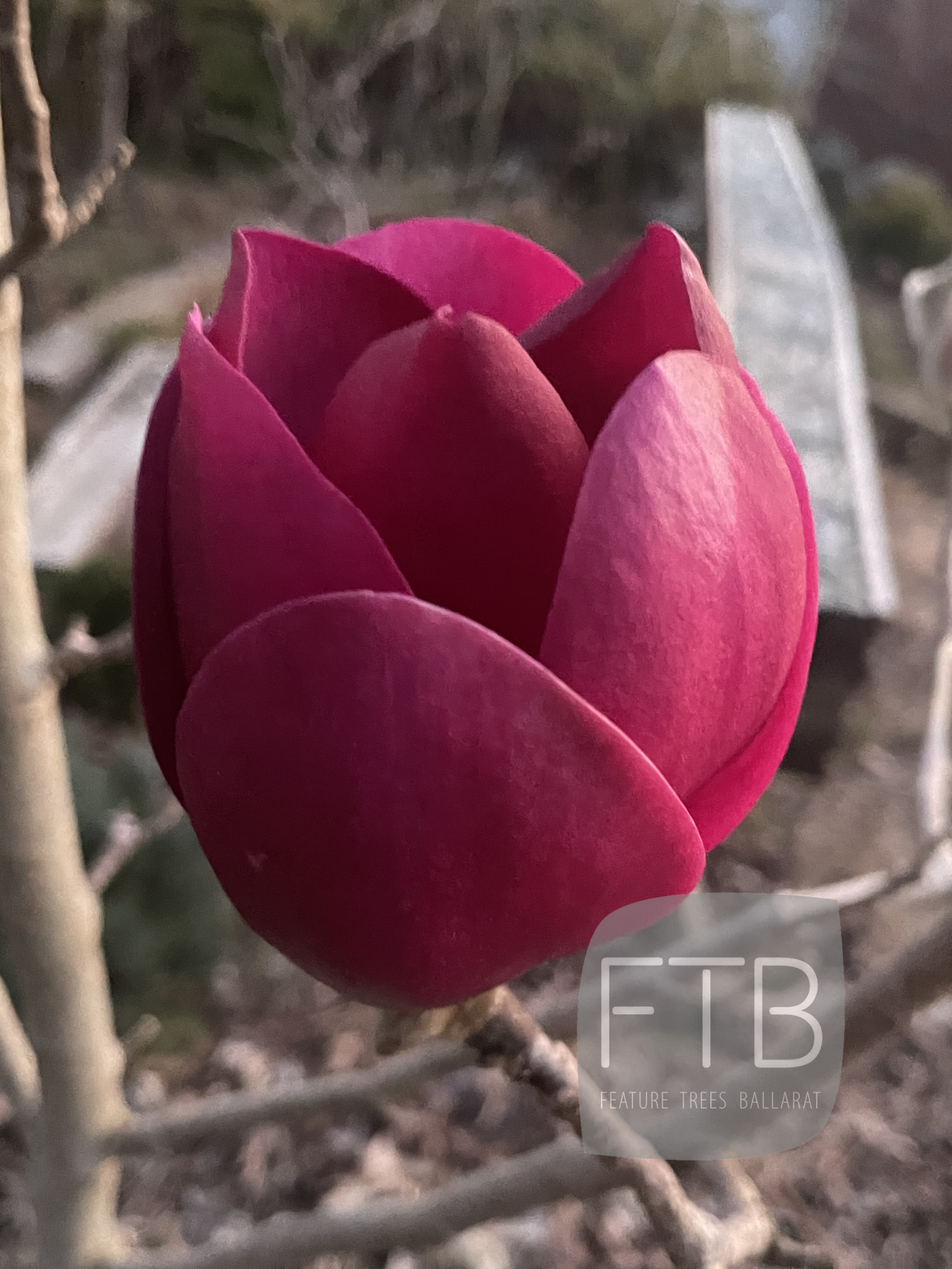 Magnolia - Deciduous & Evergreen – FEATURE TREES BALLARAT