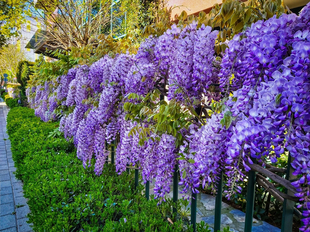 Climbing Plants – FEATURE TREES BALLARAT