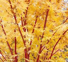 Our Favourite Feature Trees & Plants
