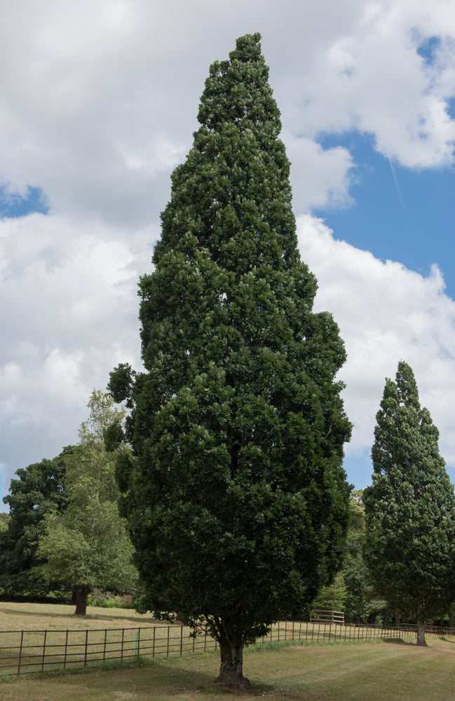 Columnar Trees Collection