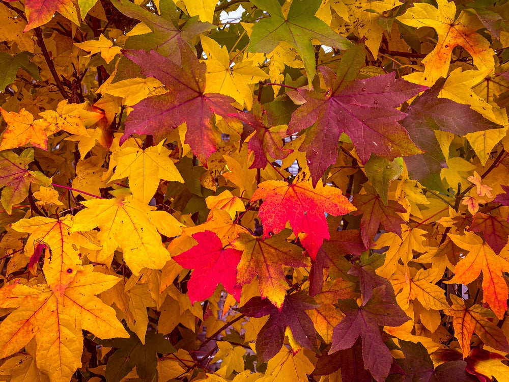 Liquidambar - Sweet Gum