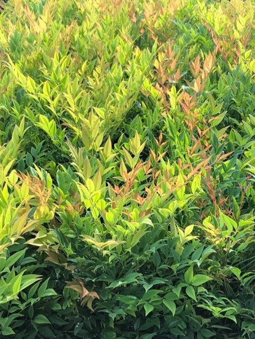 Nandina Moon Bay