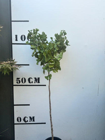 Ginkgo Biloba 'Mariken' - Dwarf Maidenhair Tree