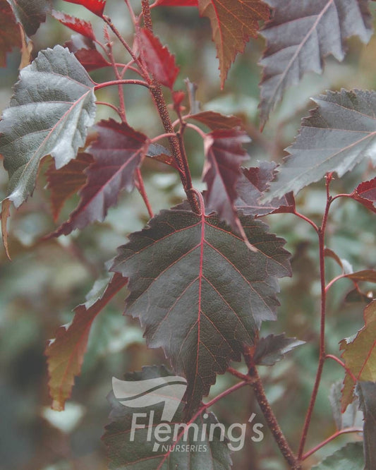 Betula Populifolia ‘Royal Frost’ – Royal Frost Birch