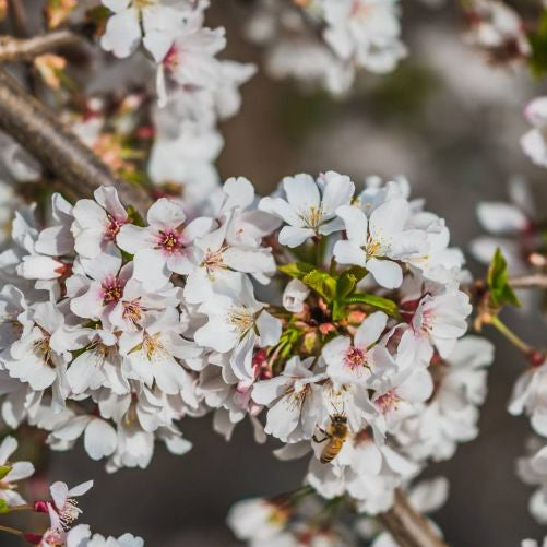Prunus Yedoensis x Subhirtella Snofozam - Falling Snow Weeping Cherry