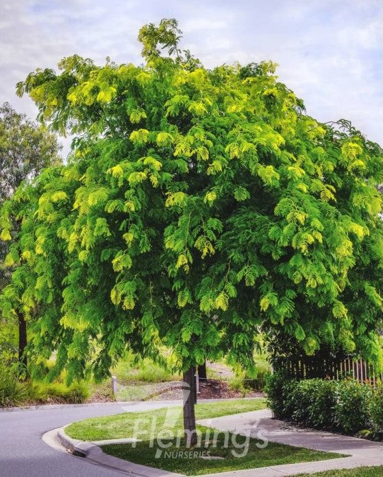 Gleditsia Triacanthos Sunburst - Golden Honey Locust – FEATURE TREES ...