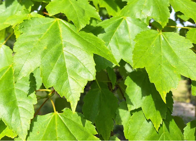 Acer Rubrum Scanlon - Scanlon Maple