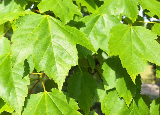 Acer Rubrum Scanlon - Scanlon Maple