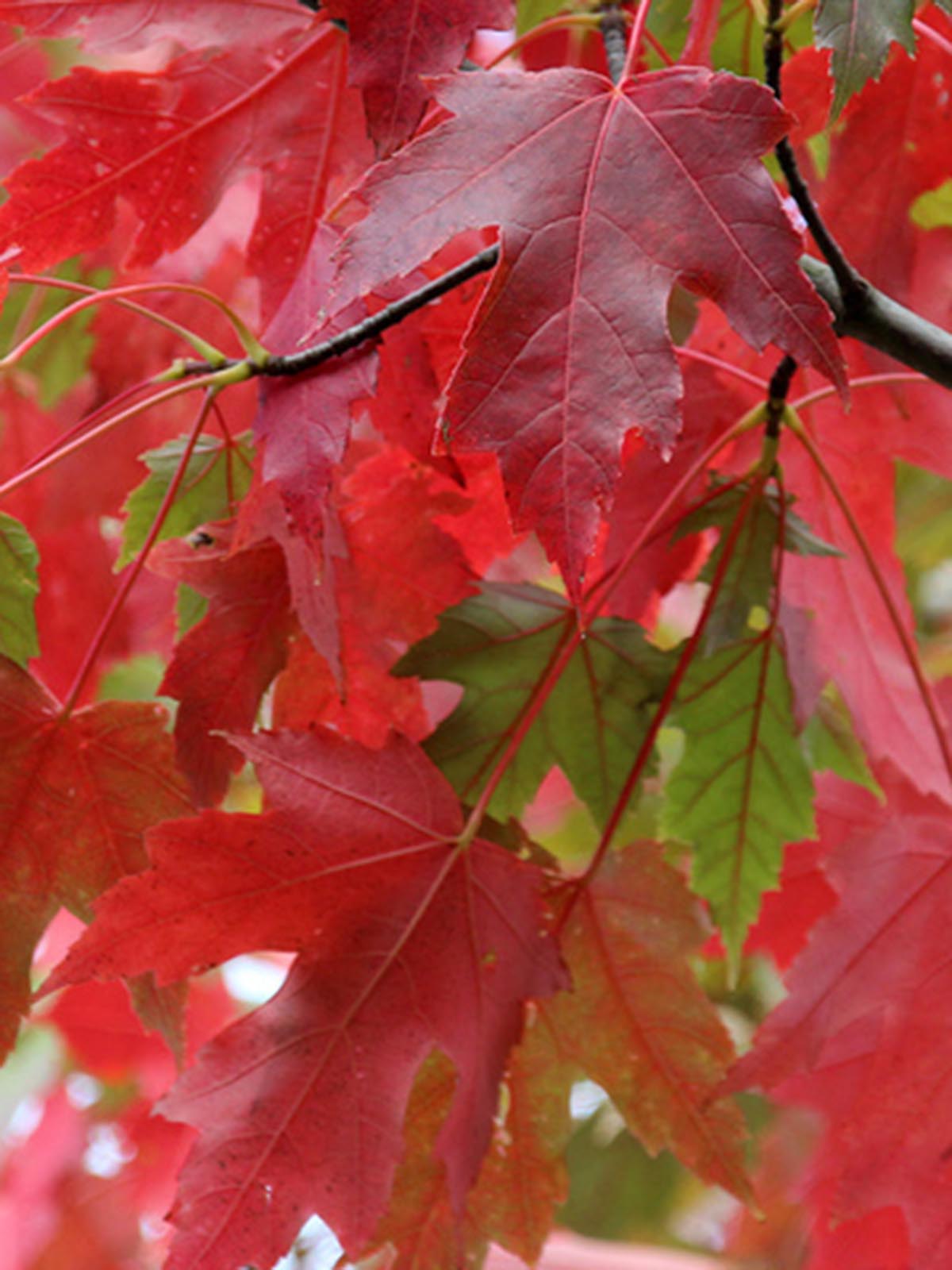Acer Freemani Jeffers Red "Autumn Blaze"