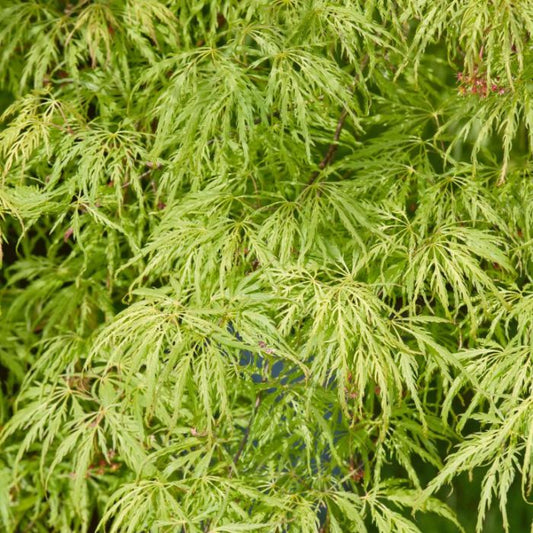 Acer Palmatum Green Globe - Weeping Japanese Maple Green Globe