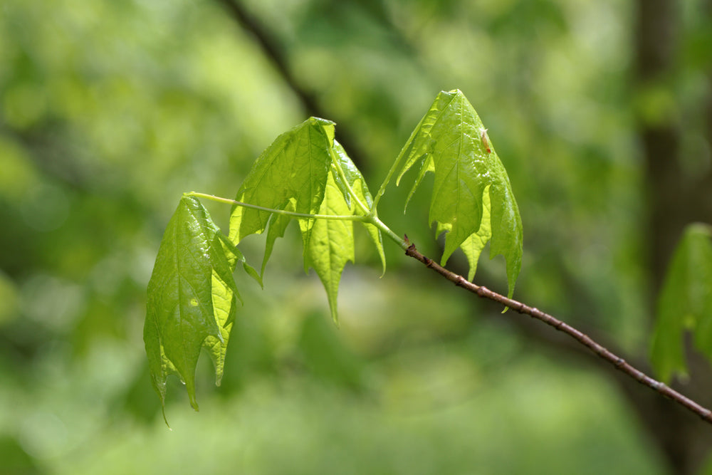 Acer Saccharum - Sugar Maple (Maple Syrup Tree)