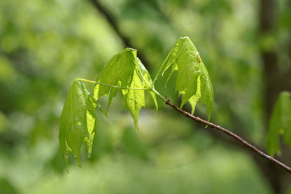 Acer Saccharum - Sugar Maple (Maple Syrup Tree)