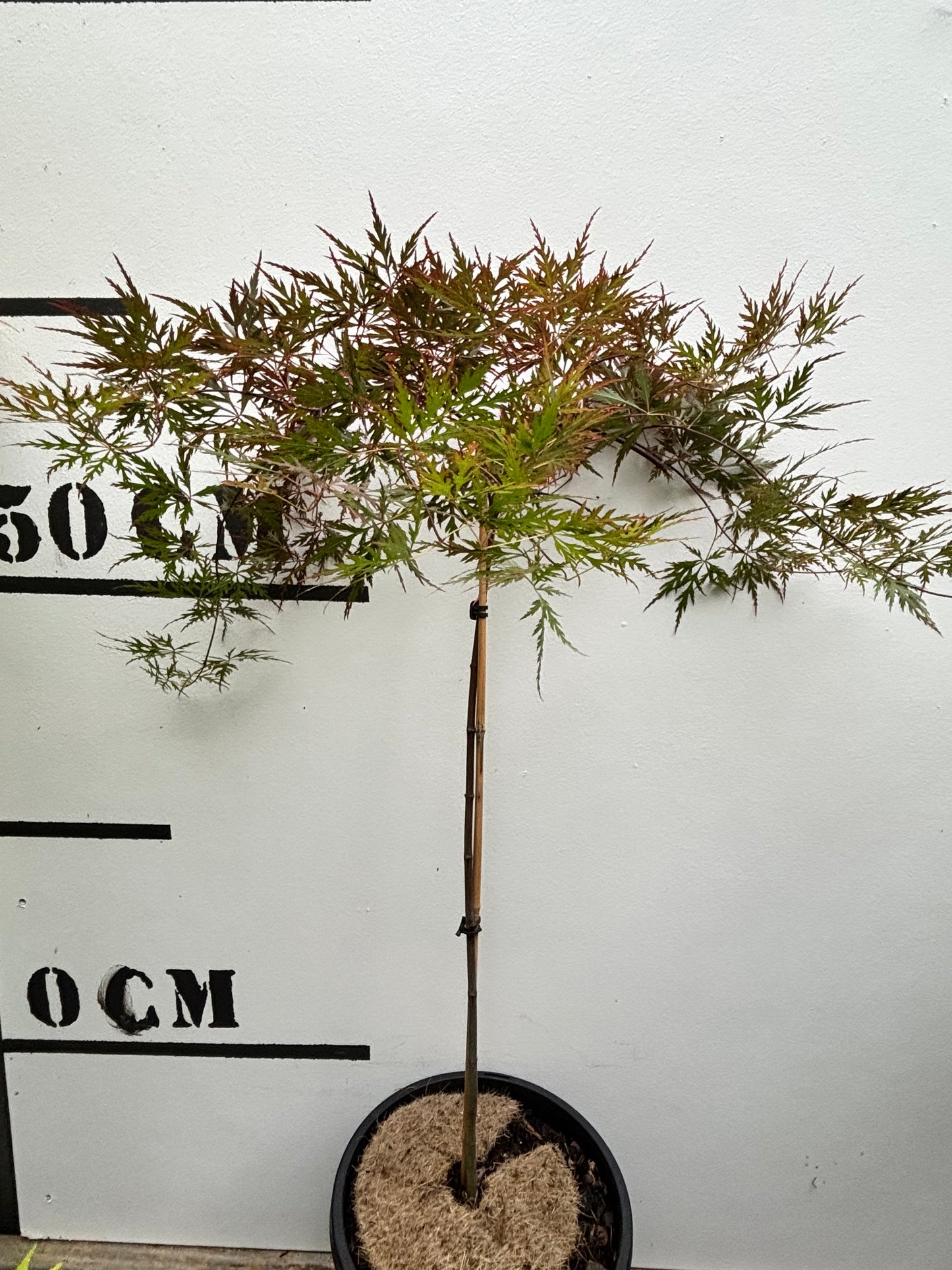 Acer Palmatum Dissectum Orangeola - Weeping Japanese Maple Orangeola