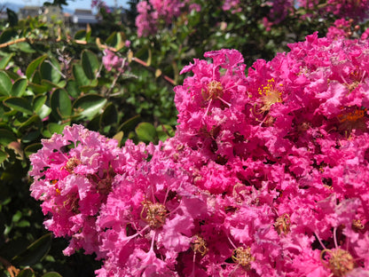 Lagerstroemia Indica Tuscarora - Tuscarora Crepe Myrtle