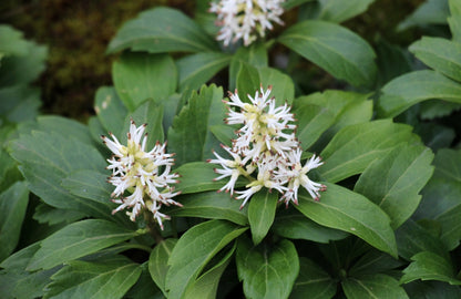 Pachysandra Terminalis - Japanese Spurge