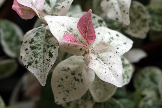 Trachelospermum Jasminoides 'Tricolour' – Tri Colour Jasmine