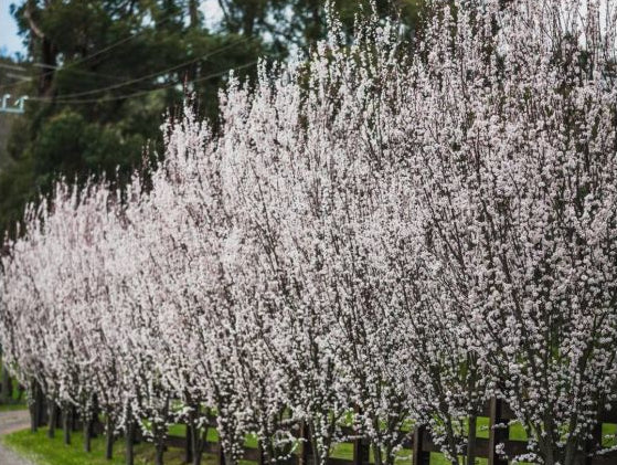 Prunus Cerasifera - Oakville Crimson Spire™ Ornamental Plum