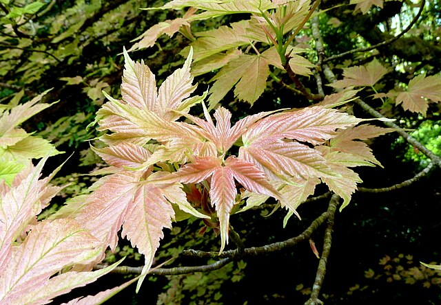 Acer Pseudoplatanus 'Brilliantissimum' - Brilliant Sycamore