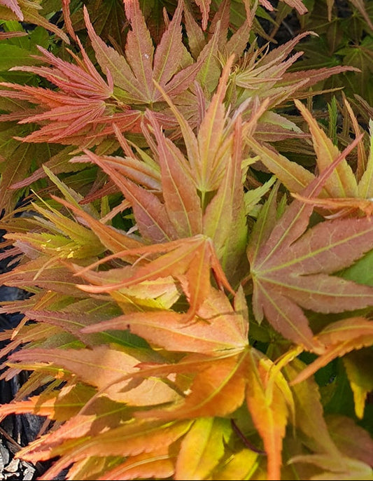 Acer Palmatum 'Peach Mikawa' - Peach Mikawa Japanese Maple