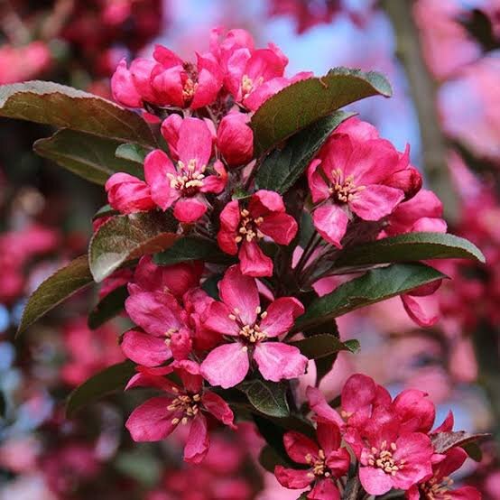 Malu Raspberry Variety Malus Raspberry Spear - Crab Apple Raspberry Spear – FEATURE TREES BALLARAT