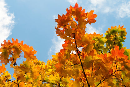 Acer Saccharum - Sugar Maple (Maple Syrup Tree)