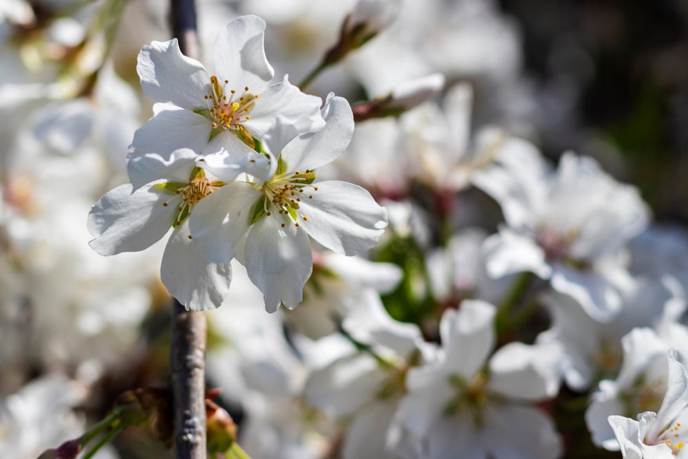 Prunus Yedoensis x Subhirtella Snofozam - Falling Snow Weeping Cherry