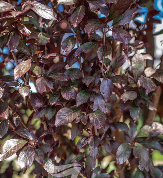 Prunus Cerasifera - Oakville Crimson Spire™ Ornamental Plum