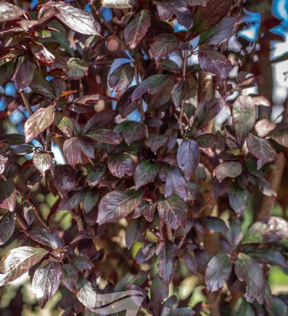 Prunus Cerasifera - Oakville Crimson Spire™ Ornamental Plum
