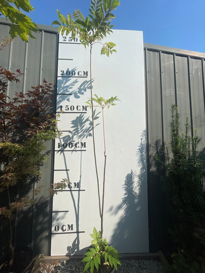 Cedrela Sinensis - Chinese Toon