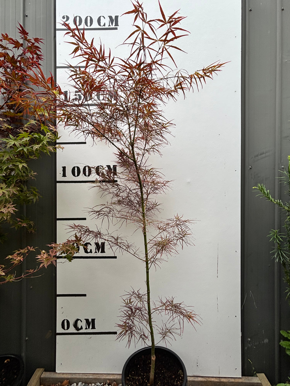 Acer Palmatum Red Pygmy - Japanese Maple Red Pygmy – FEATURE TREES BALLARAT